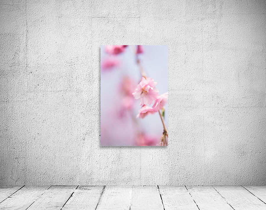 Cherry blossom 1 Wall Preview