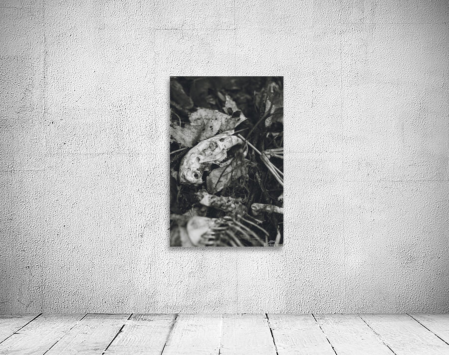 woodchuck Wall Preview