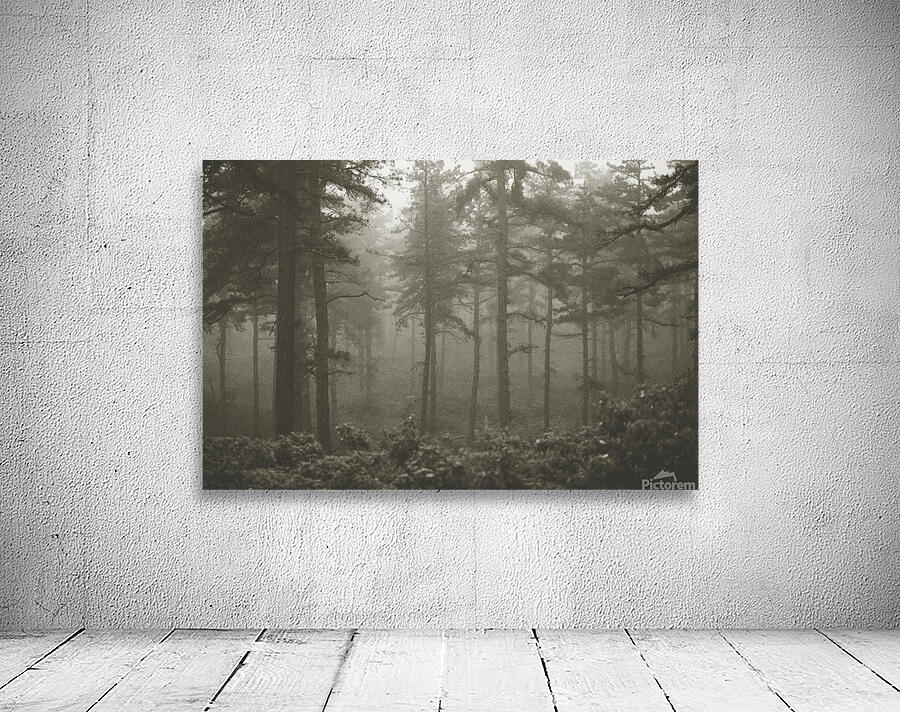 Foggy Forest Wall Preview