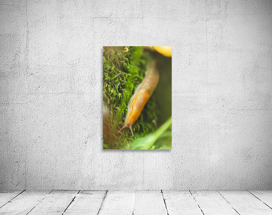 slug 1 Wall Preview