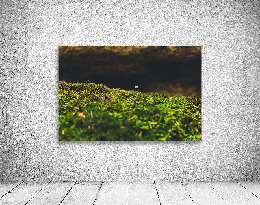 micro mushroom Wall Preview