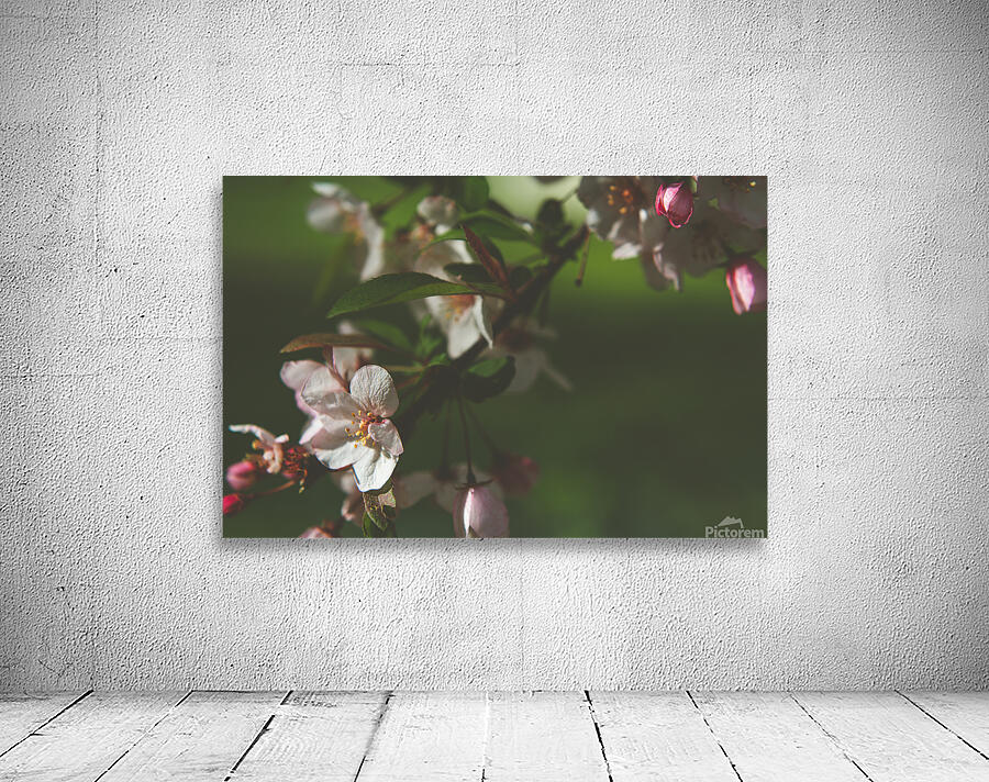 apple blossom Wall Preview