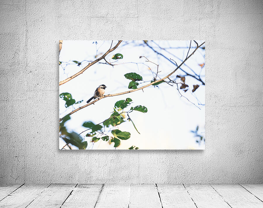 chickadee Wall Preview