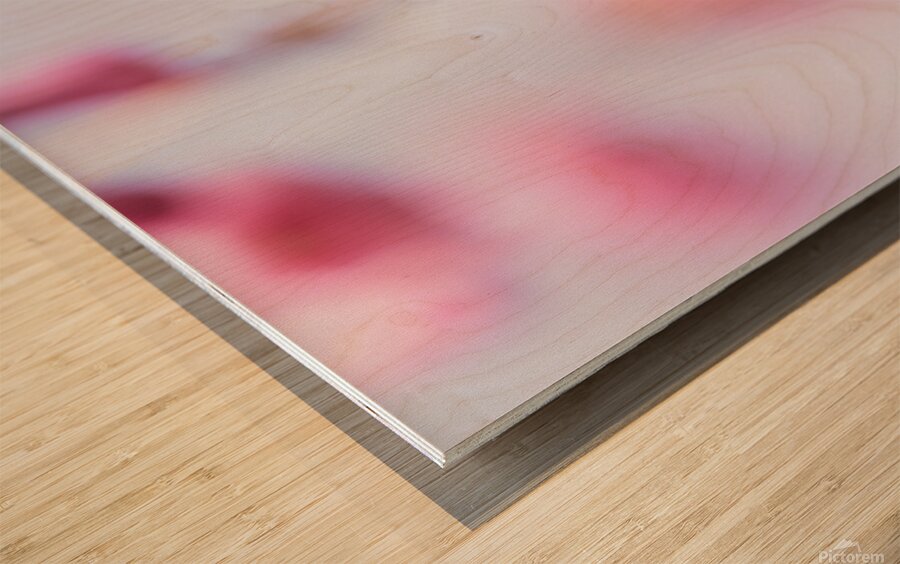 Cherry blossom 1 Wood print
