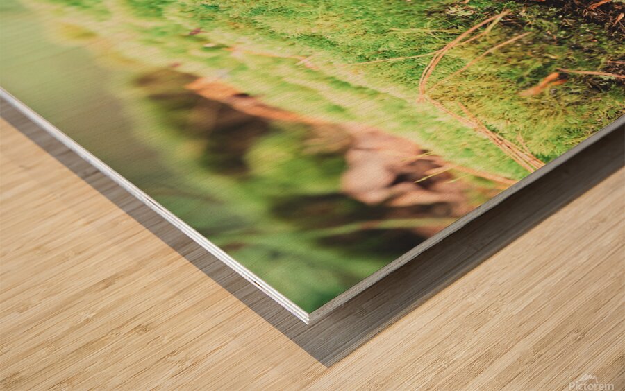 slug 2 Wood print