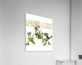 Primus 26 Acrylic Print