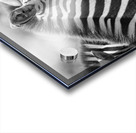 Zebra Huddle Acrylic print