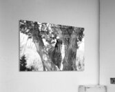 Wild Horse in Black & White Acrylic Print