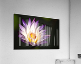 Purple Flower Acrylic Print