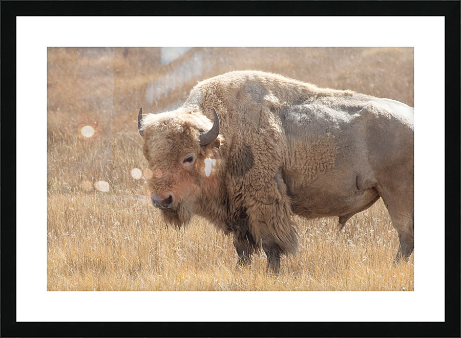 White Buffalo Picture Frame print