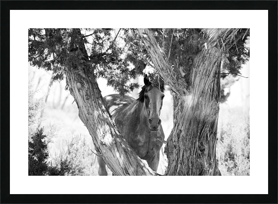 Wild Horse in Black & White Picture Frame print