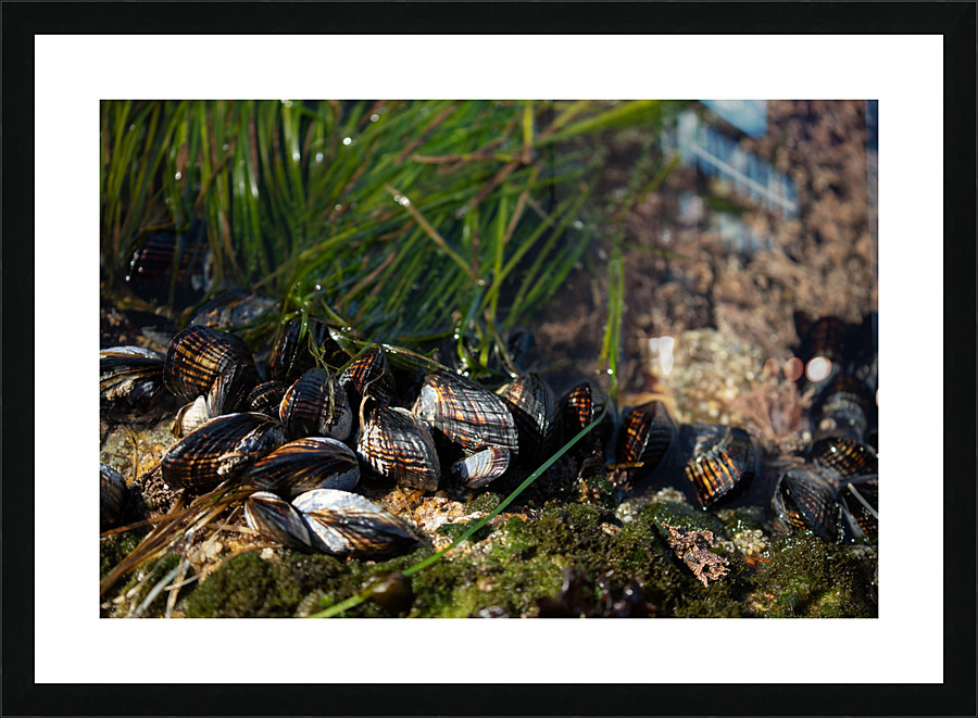 Mussels Tidepool Picture Frame print