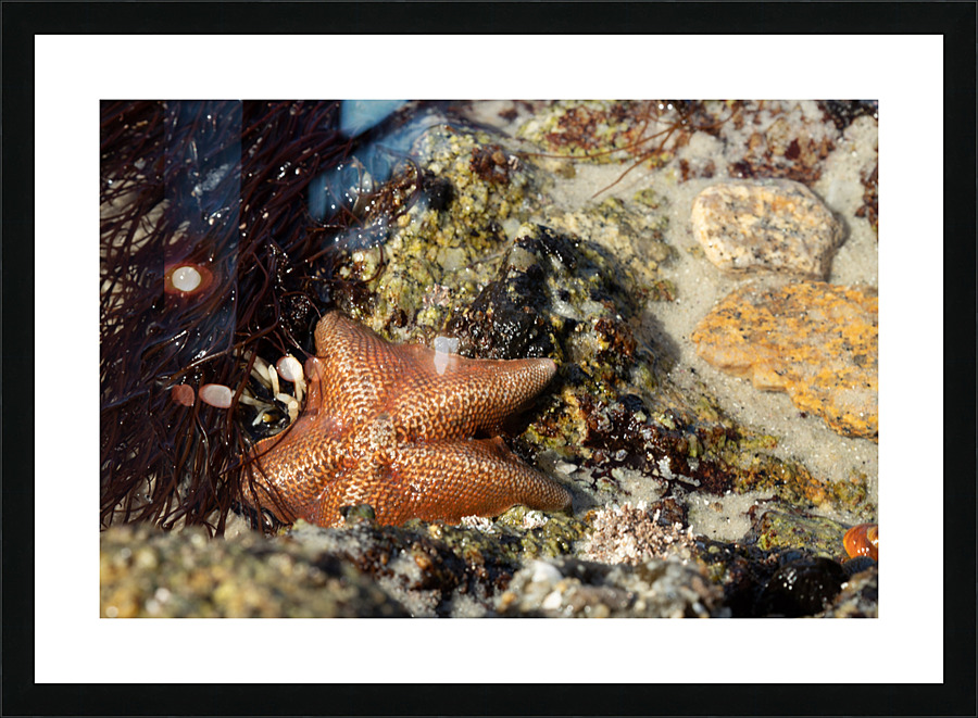 Starfish Picture Frame print