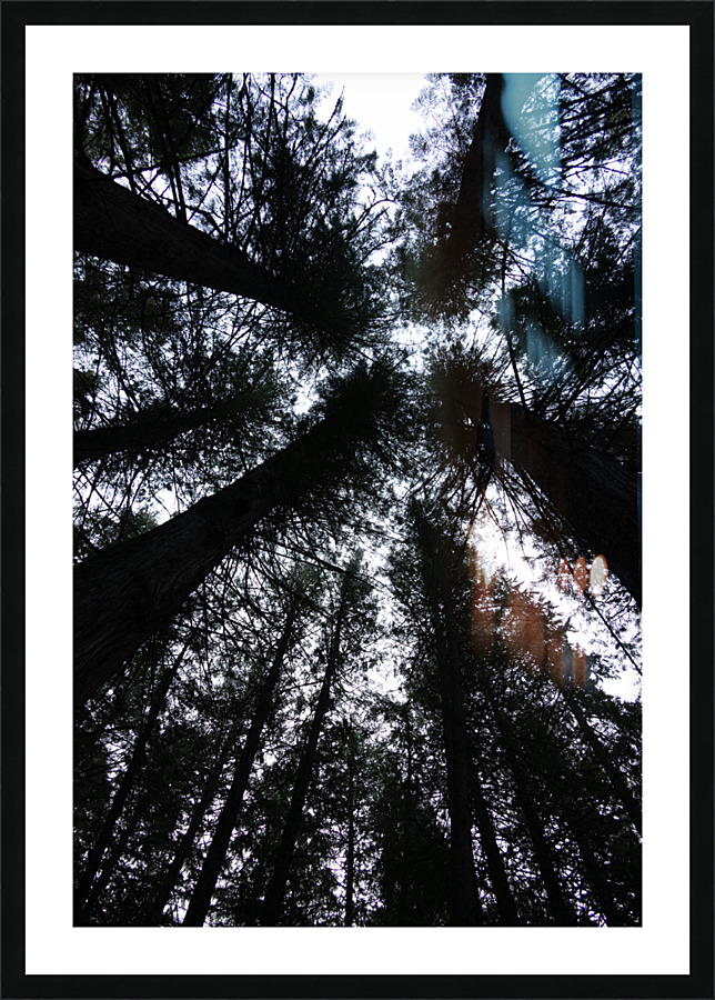 Cedars from Below Picture Frame print