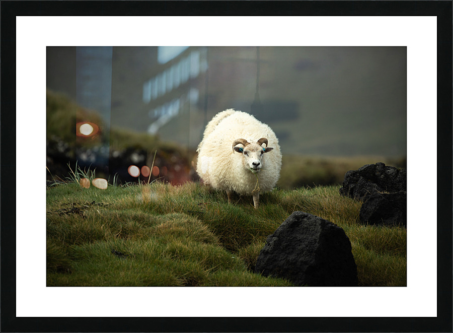 Icelandic Sheep Picture Frame print