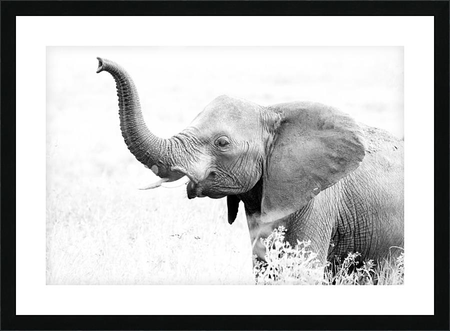 Elephant High Key Picture Frame print