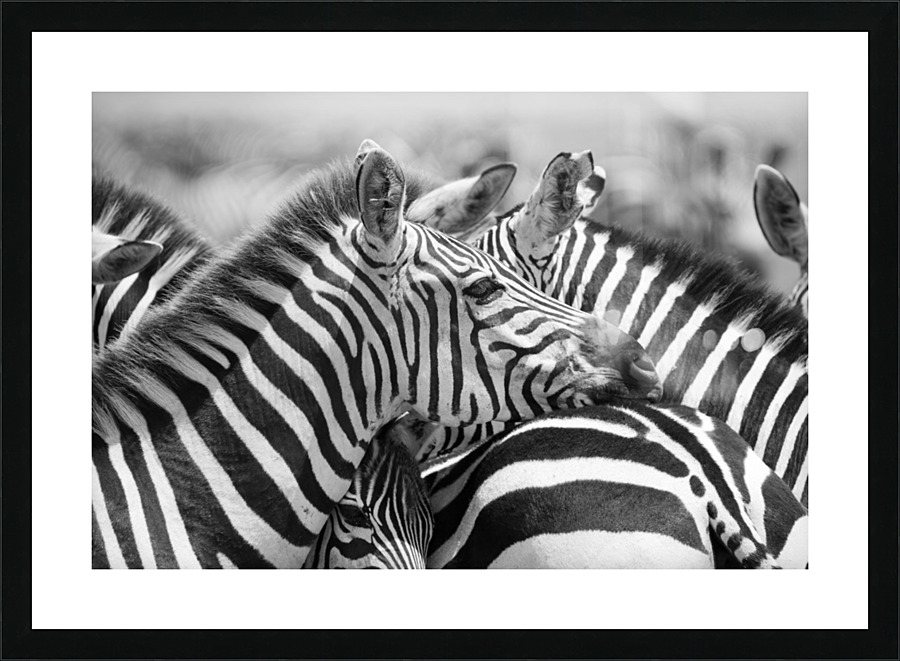 Zebra Huddle Picture Frame print