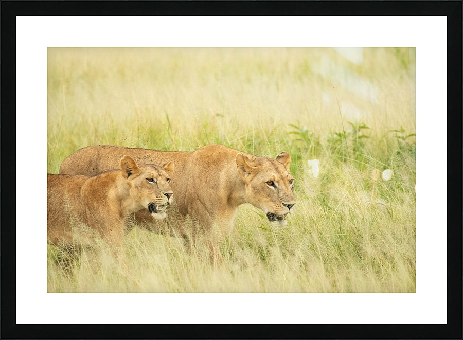 Lioness Hunters Picture Frame print