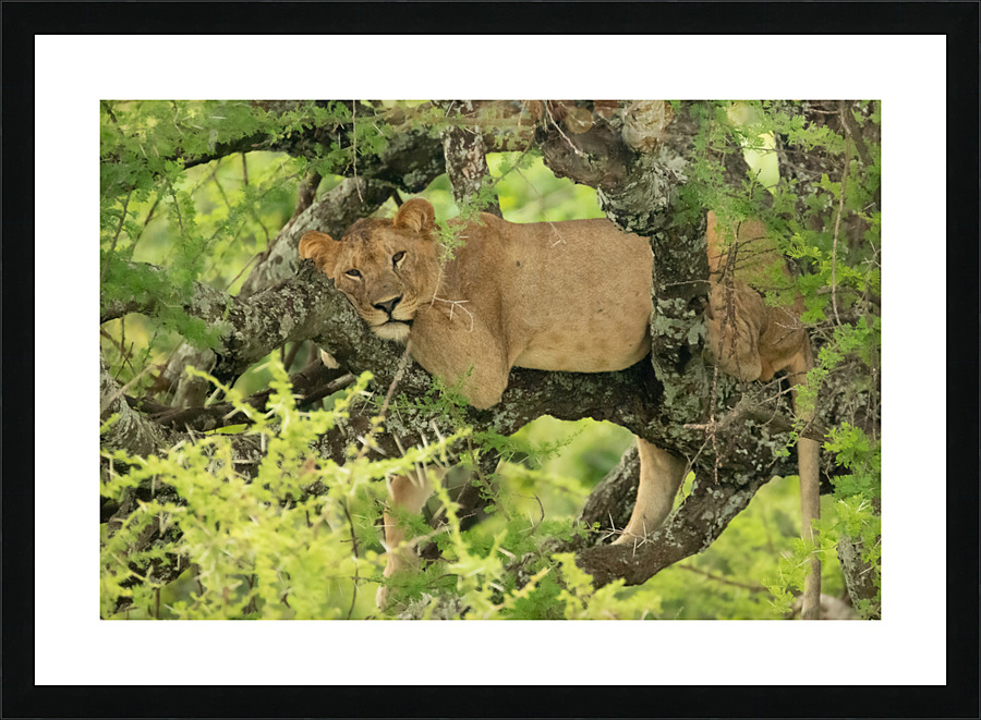 Lion in Tree Picture Frame print