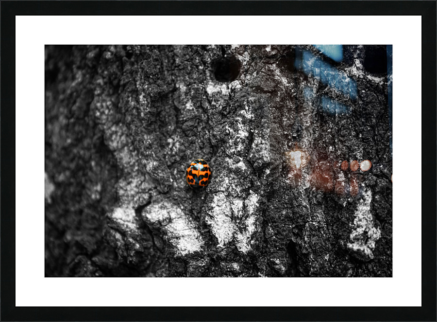 Lady Bug Picture Frame print