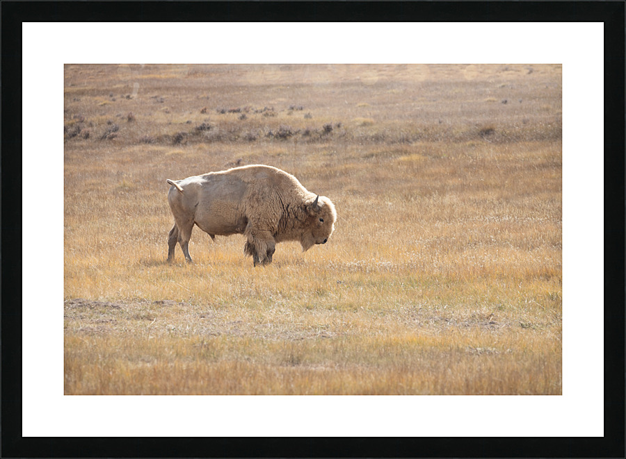 White Bison Picture Frame print