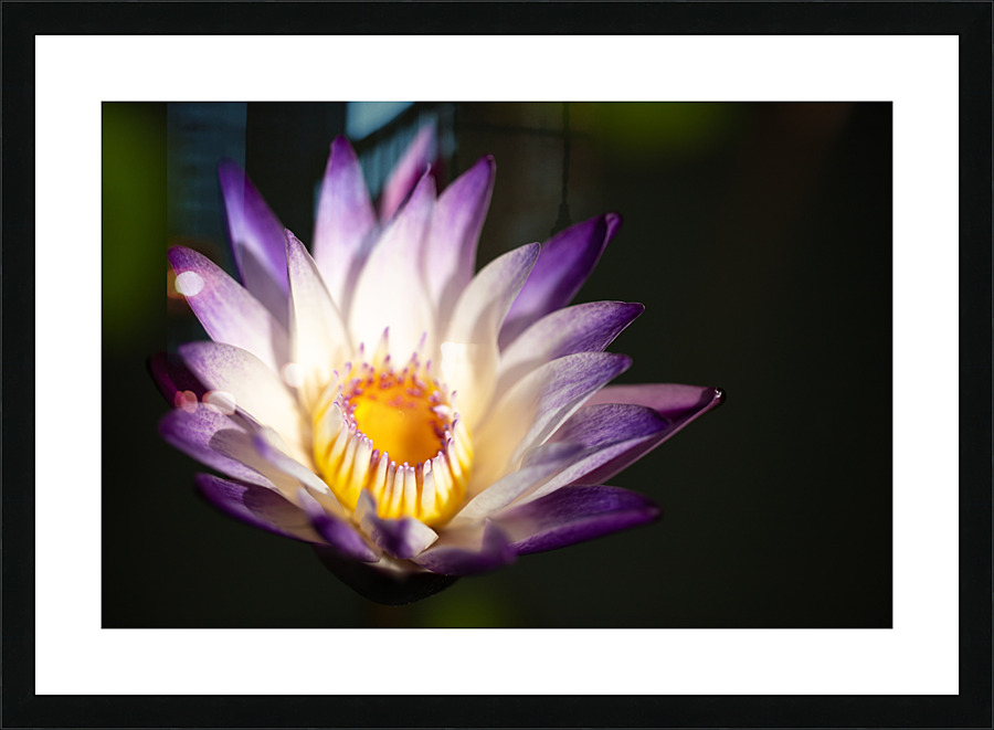 Purple Flower Picture Frame print