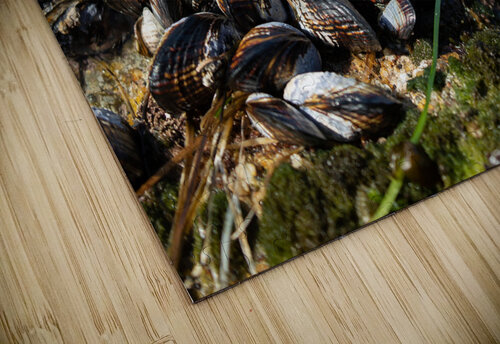 Mussels Tidepool MacClenahan Photography puzzle