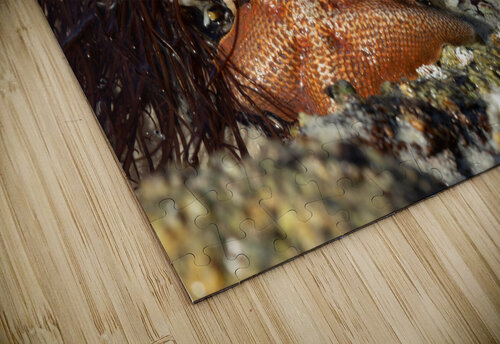 Starfish MacClenahan Photography puzzle