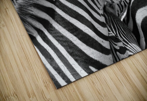 Zebra Huddle MacClenahan Photography puzzle