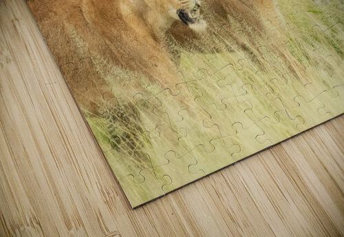 Lioness Hunters MacClenahan Photography puzzle