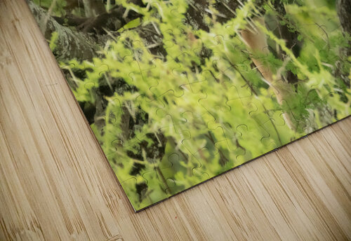 Lion in Tree MacClenahan Photography puzzle