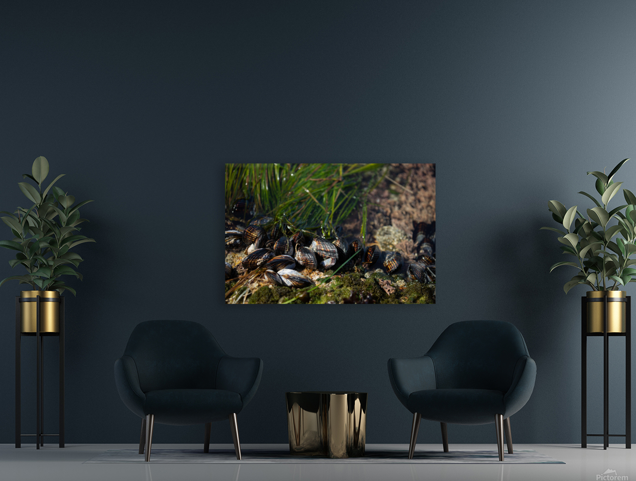 Mussels Tidepool Reproduction