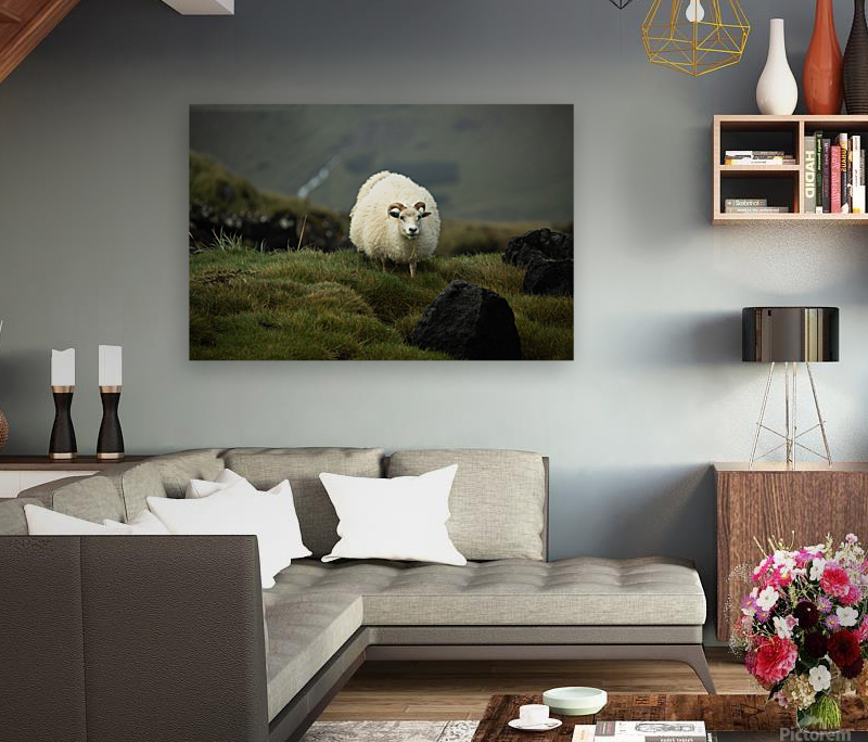 Icelandic Sheep Reproduction
