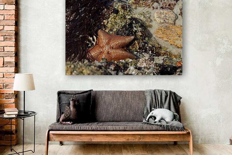 Starfish by MacClenahan Photography