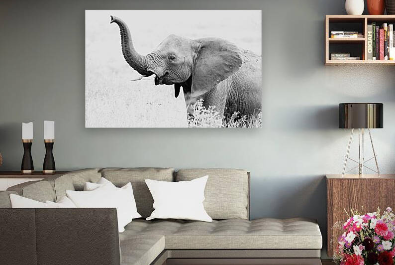 Elephant High Key by MacClenahan Photography