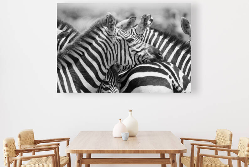 Zebra Huddle by MacClenahan Photography