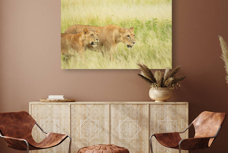 Lioness Hunters by MacClenahan Photography