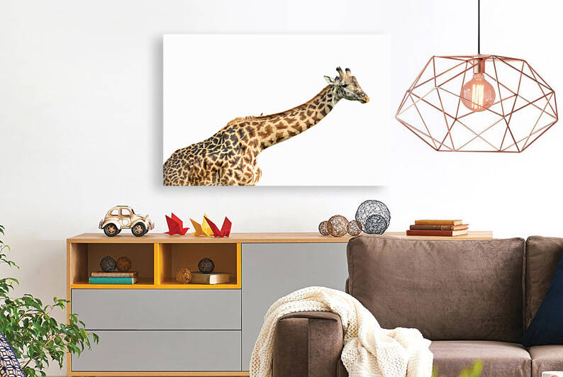 Giraffe and Oxpecker by MacClenahan Photography