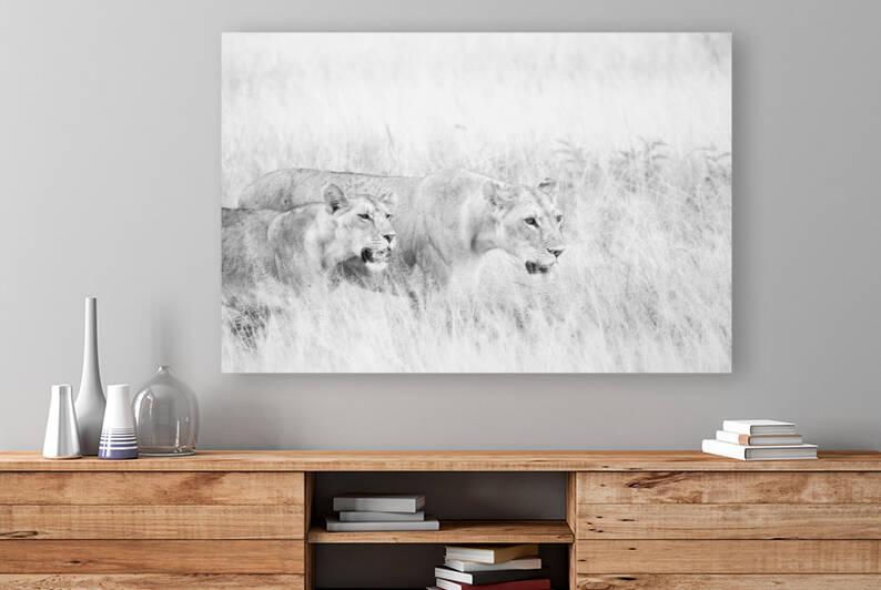 Lionness Hunters Black & White  by MacClenahan Photography