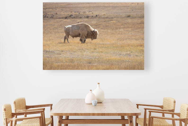White Bison by MacClenahan Photography