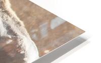 White Buffalo HD Metal print