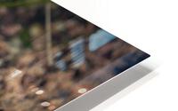 Mussels Tidepool HD Metal print