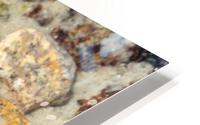 Starfish HD Metal print