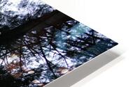 Cedars from Below HD Metal print