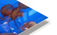 Jellyfish HD Metal print