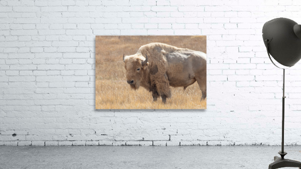 White Buffalo Wall Preview