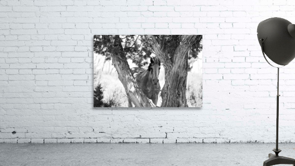 Wild Horse in Black & White Wall Preview