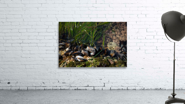 Mussels Tidepool Wall Preview