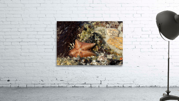 Starfish Wall Preview