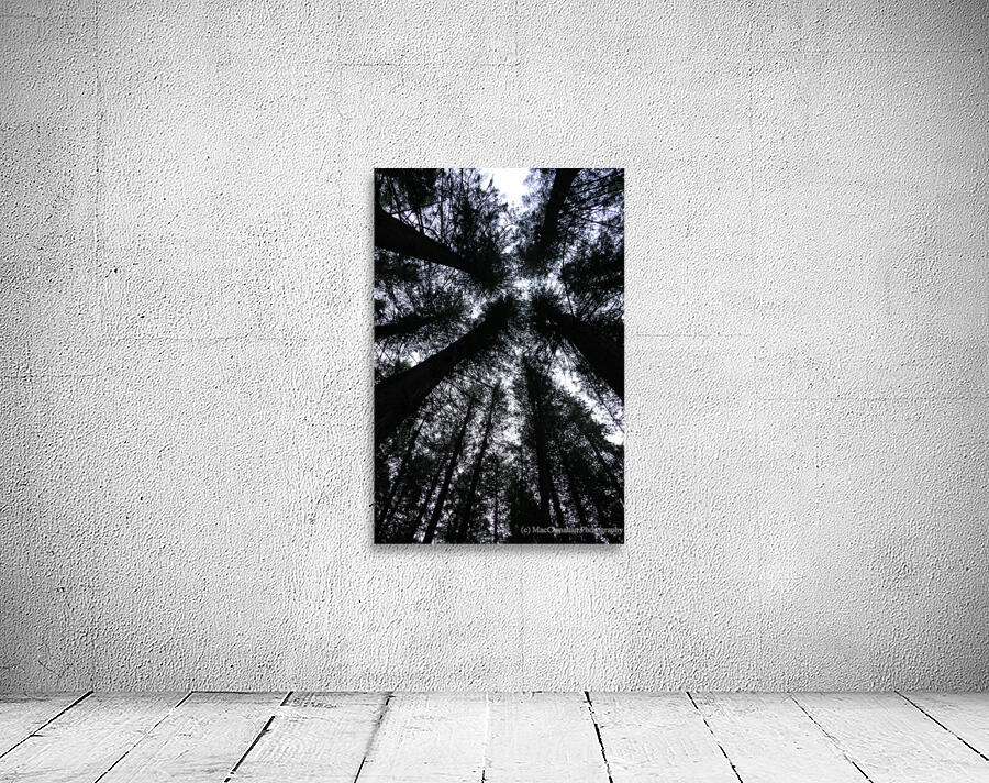 Cedars from Below Wall Preview